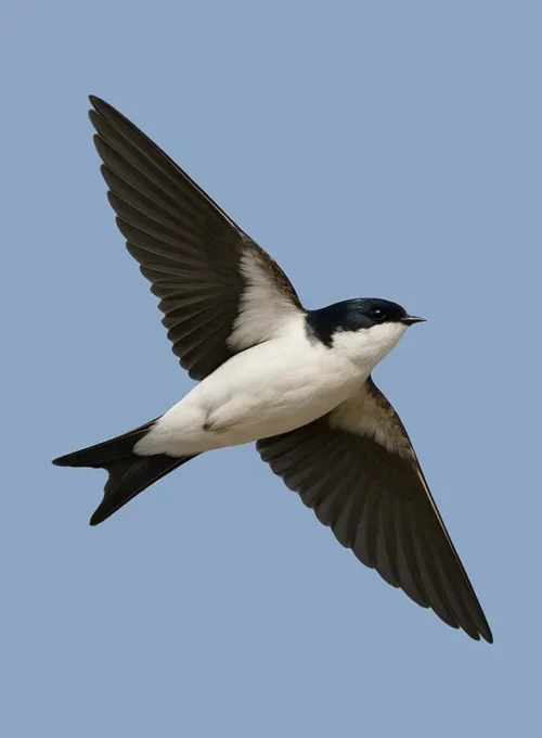 Lăstun de casă în zbor