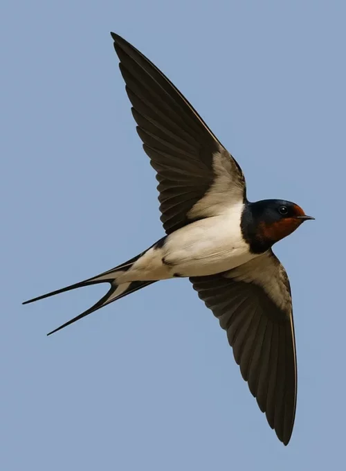 Rândunică de hambar în zbor