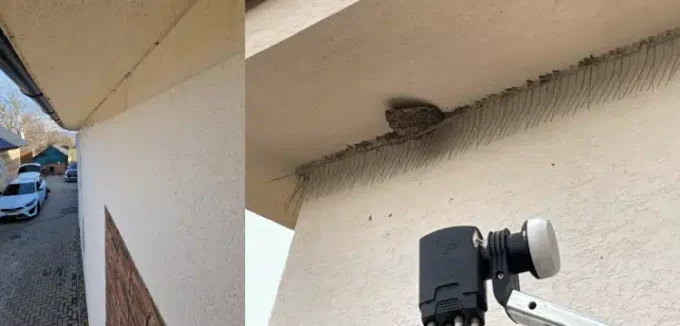 Țepi anti-rândunele W5-R