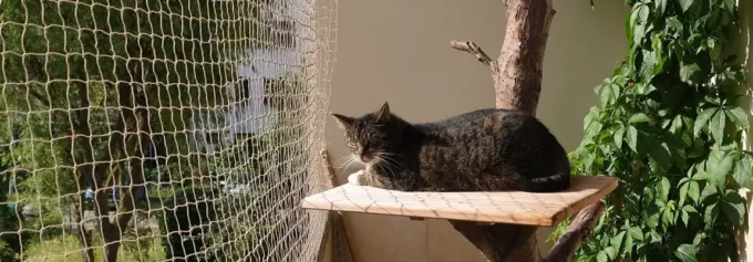 Montajul Plasei de Siguranță pentru Pisici